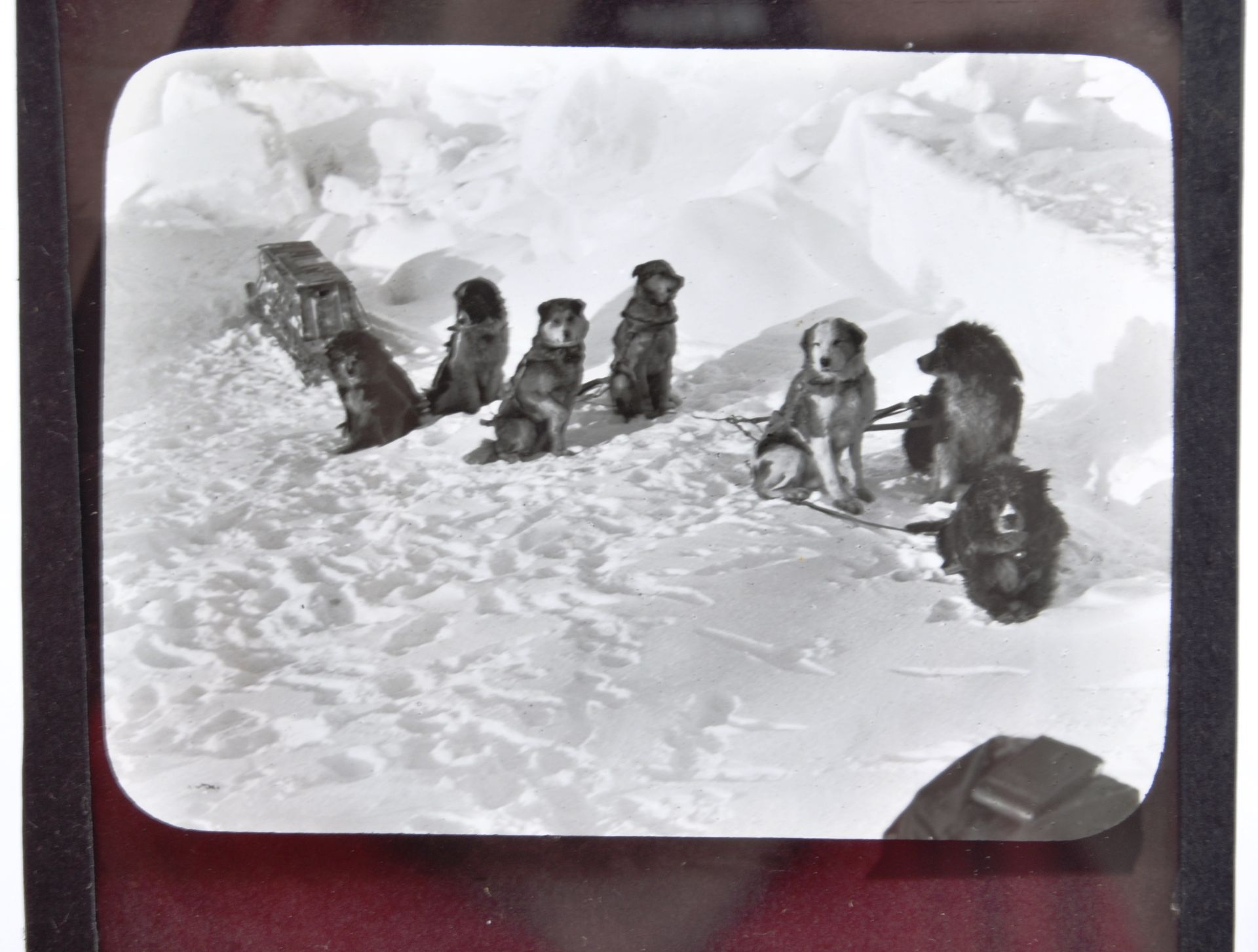 EXPLORATION - UNUSUAL SET OF DOG SLED POLAR MAGIC LANTERN SLIDES - Bild 6 aus 11