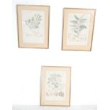 COLLECTION OF THREE 19TH CENTURY BOTANICAL PRINTS