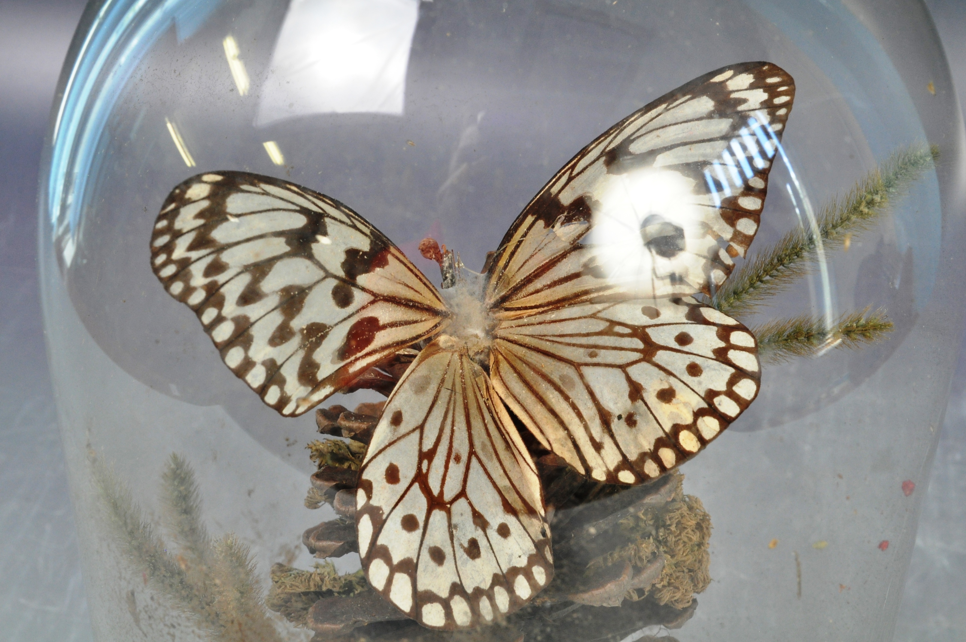 19TH CENTURY ANTIQUE VICTORIAN TAXIDERMY BUTTERFLIES IN GLASS DOME - Image 9 of 11