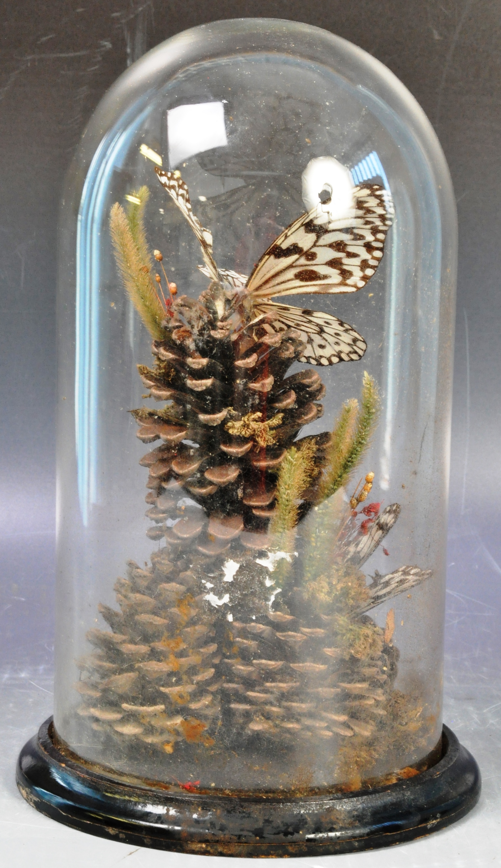 19TH CENTURY ANTIQUE VICTORIAN TAXIDERMY BUTTERFLIES IN GLASS DOME