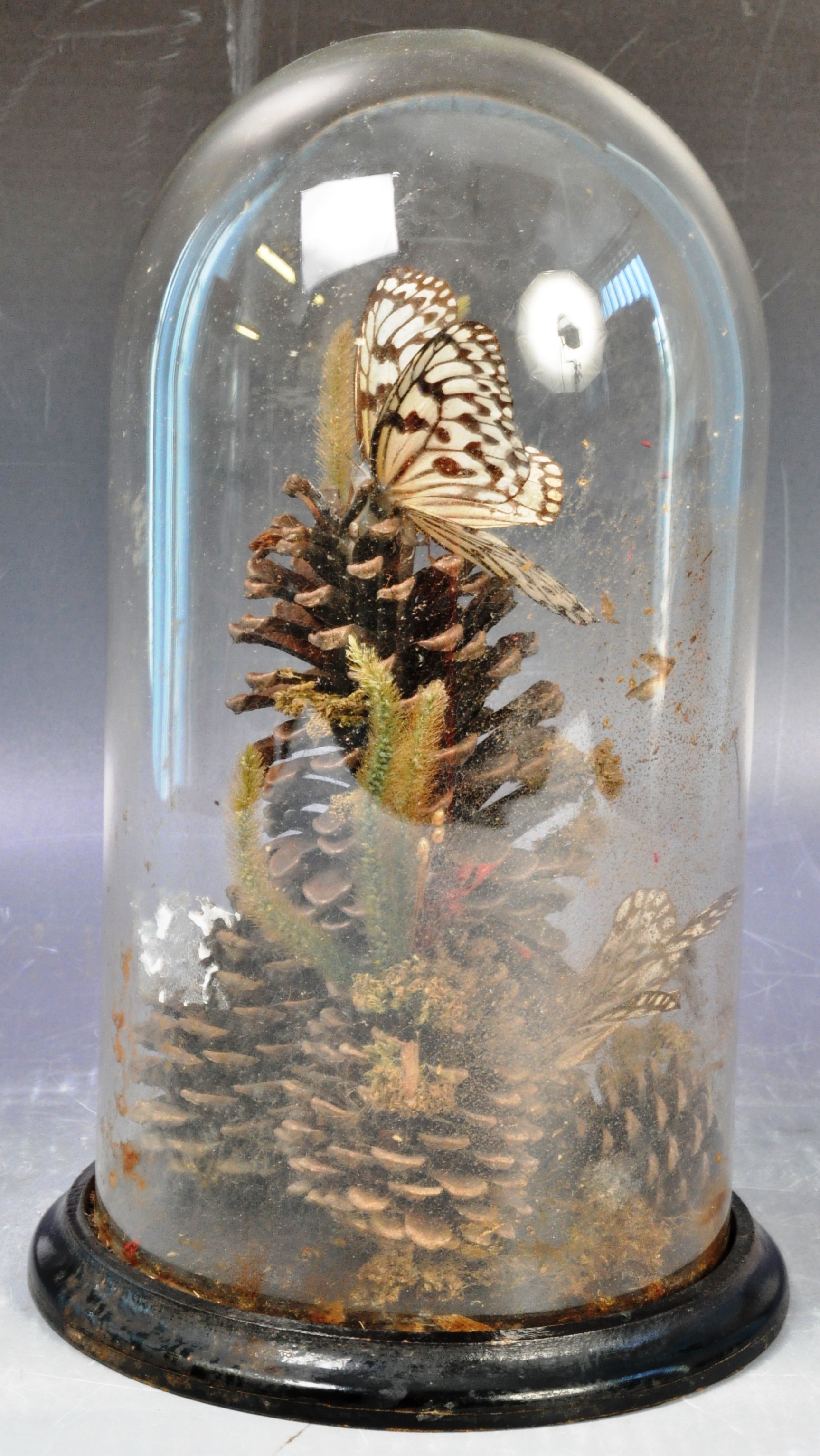 19TH CENTURY ANTIQUE VICTORIAN TAXIDERMY BUTTERFLIES IN GLASS DOME - Image 4 of 11