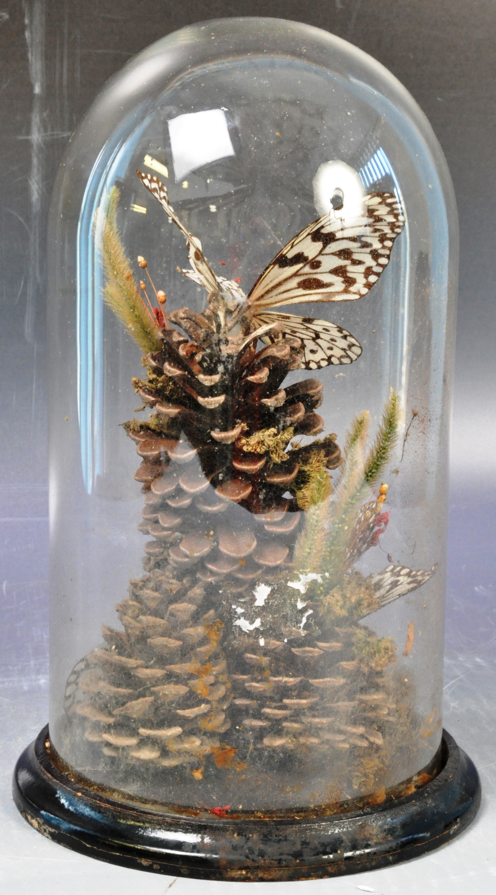 19TH CENTURY ANTIQUE VICTORIAN TAXIDERMY BUTTERFLIES IN GLASS DOME - Image 2 of 11