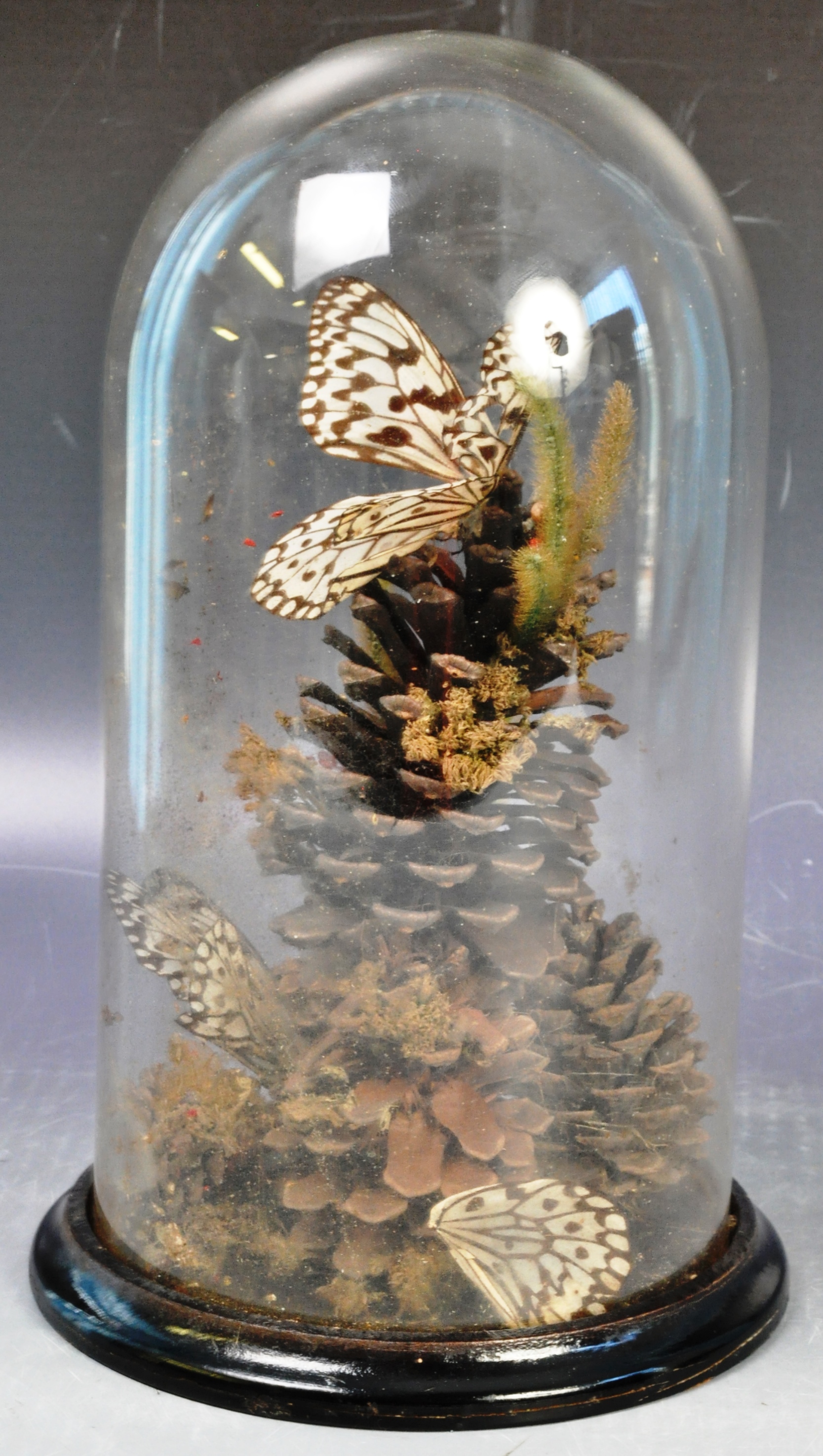 19TH CENTURY ANTIQUE VICTORIAN TAXIDERMY BUTTERFLIES IN GLASS DOME - Image 6 of 11