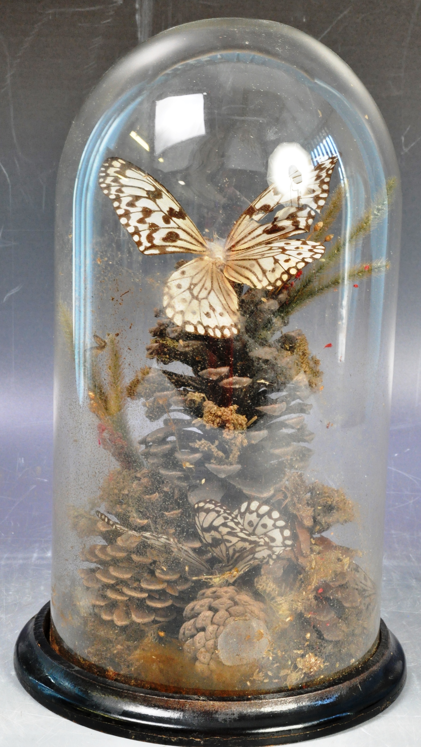 19TH CENTURY ANTIQUE VICTORIAN TAXIDERMY BUTTERFLIES IN GLASS DOME - Image 5 of 11
