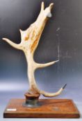 TAXIDERMY 19TH CENTURY VICTORIAN SEVEN POINT ANTLER HORN