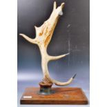 TAXIDERMY 19TH CENTURY VICTORIAN SEVEN POINT ANTLER HORN