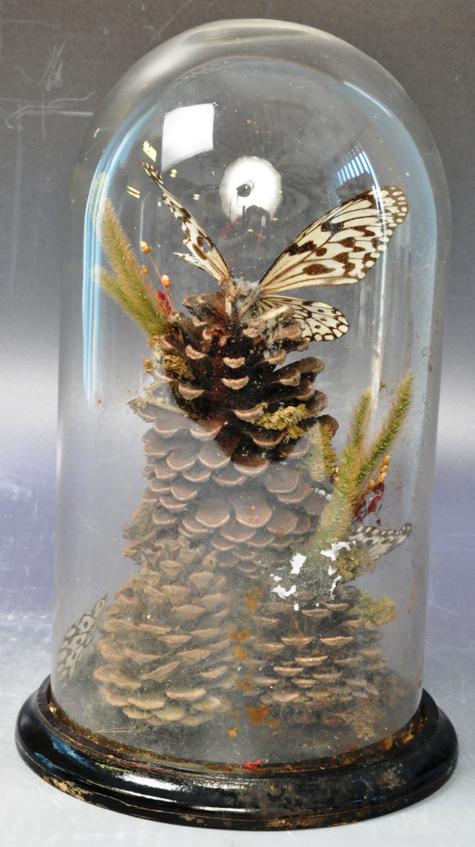19TH CENTURY ANTIQUE VICTORIAN TAXIDERMY BUTTERFLIES IN GLASS DOME - Image 3 of 11