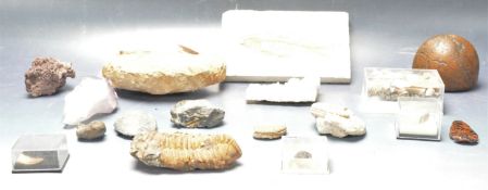 LARGE COLLECTION OF FOSSILS