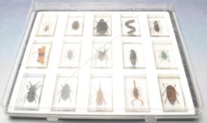 COLLECTION OF INSECTS AND BUGS IN CLEAR RESIN