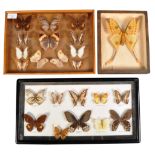 COLLECTION OF CASED BUTTERFLY & MOTH SPECIMENS