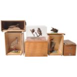 COLLECTION OF CASED VINTAGE TAXIDERMY BIRDS