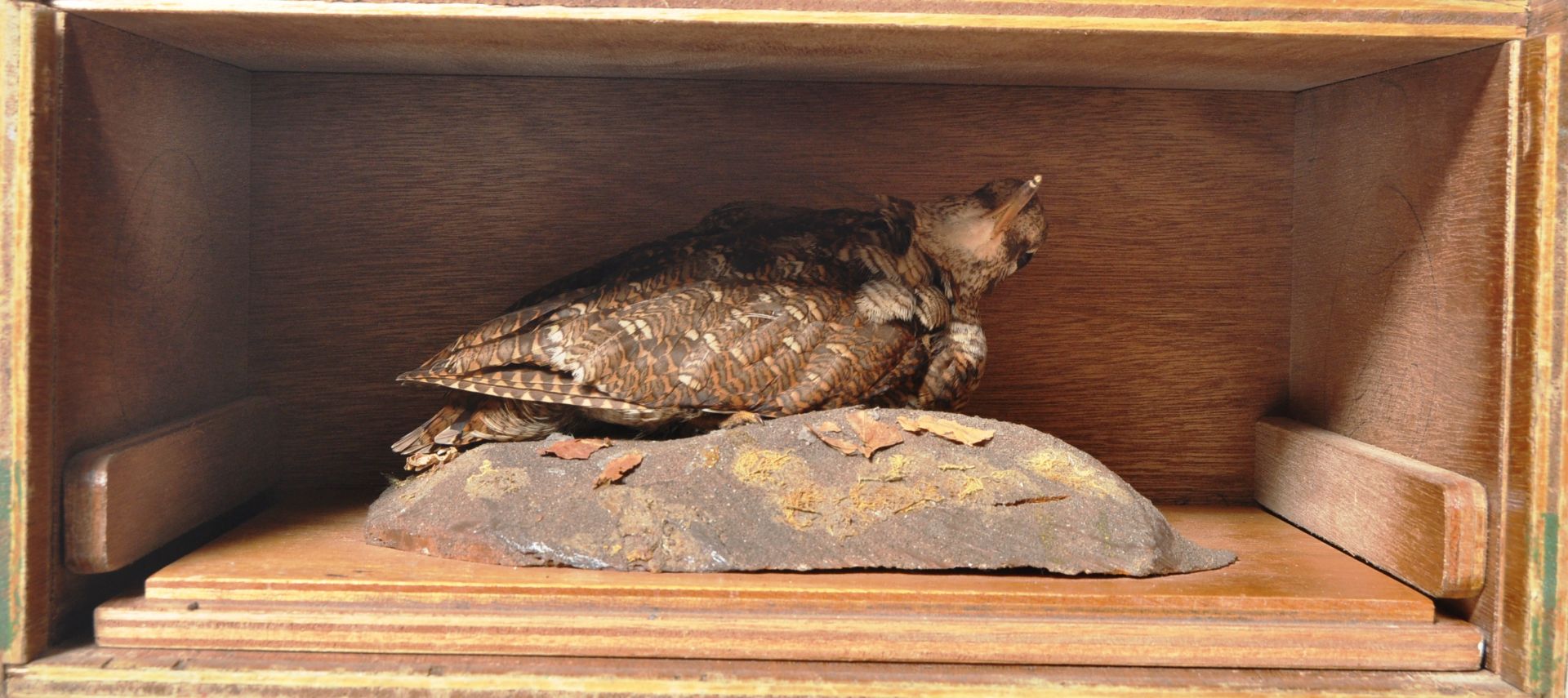 COLLECTION OF CASED VINTAGE TAXIDERMY BIRDS - Image 3 of 8