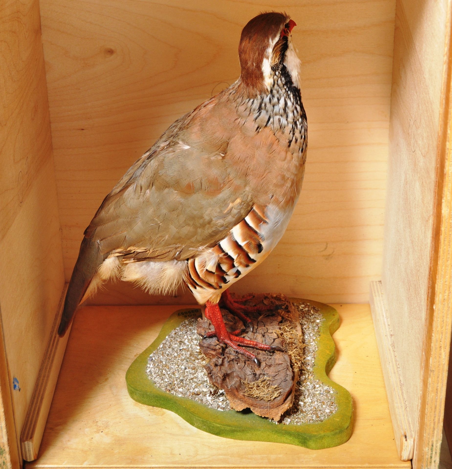 COLLECTION OF CASED VINTAGE TAXIDERMY BIRDS - Image 4 of 8