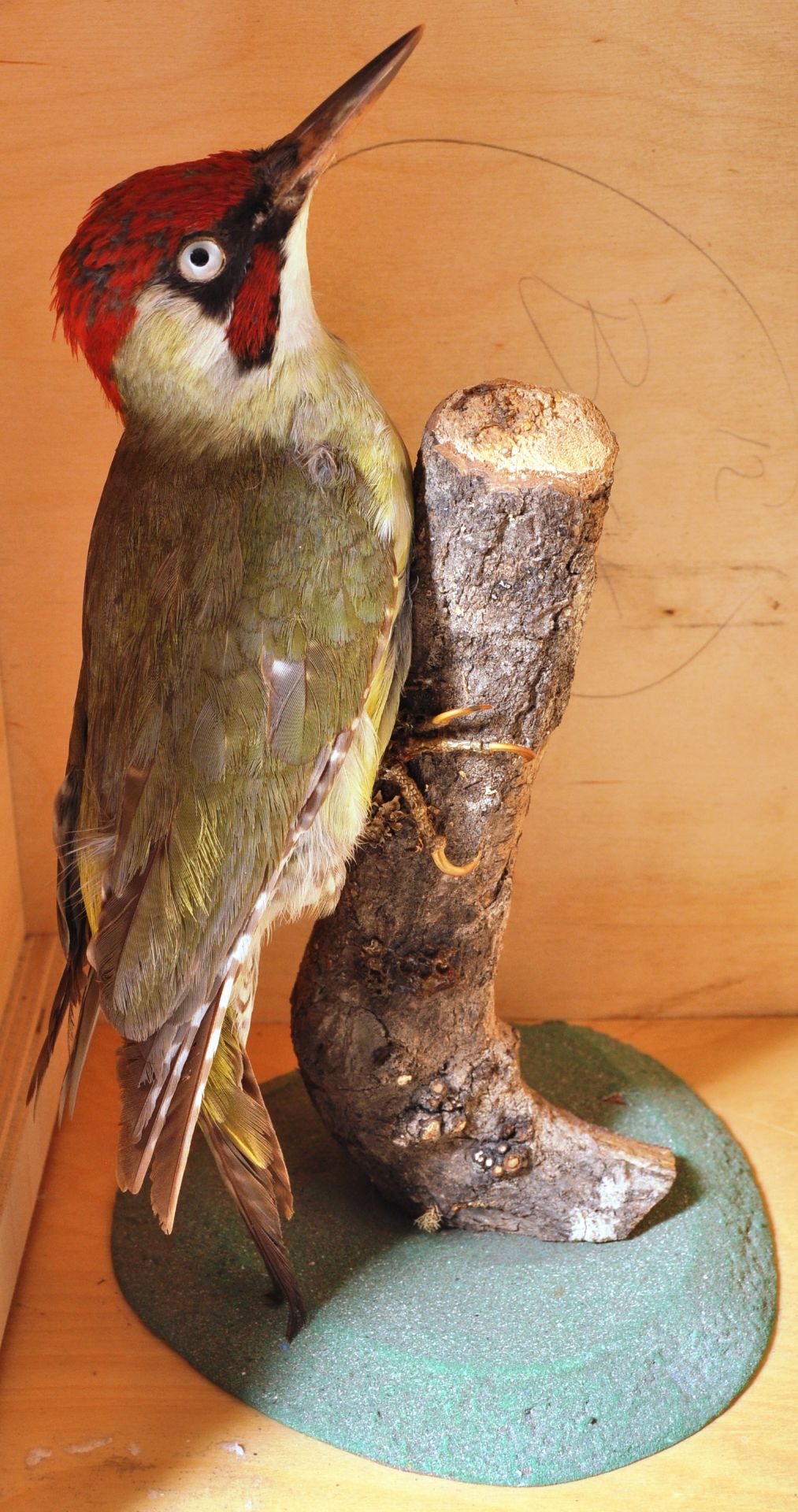 COLLECTION OF CASED VINTAGE TAXIDERMY BIRDS - Image 7 of 8
