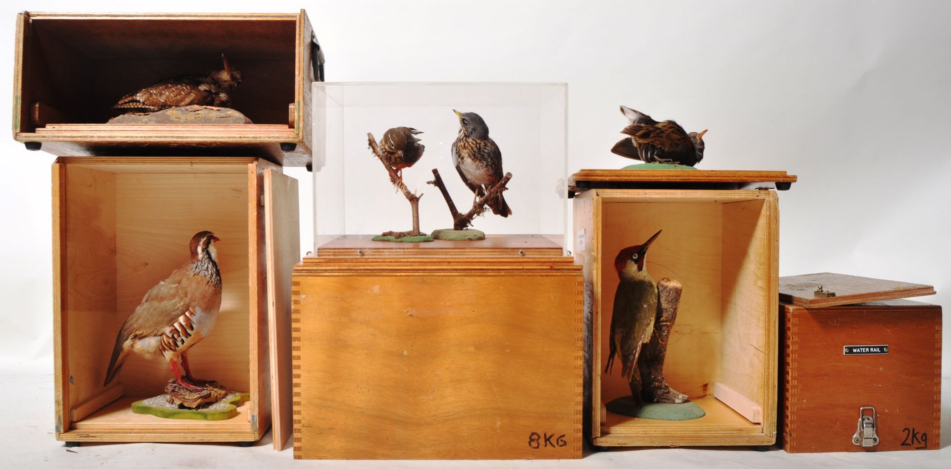 COLLECTION OF CASED VINTAGE TAXIDERMY BIRDS - Image 2 of 8