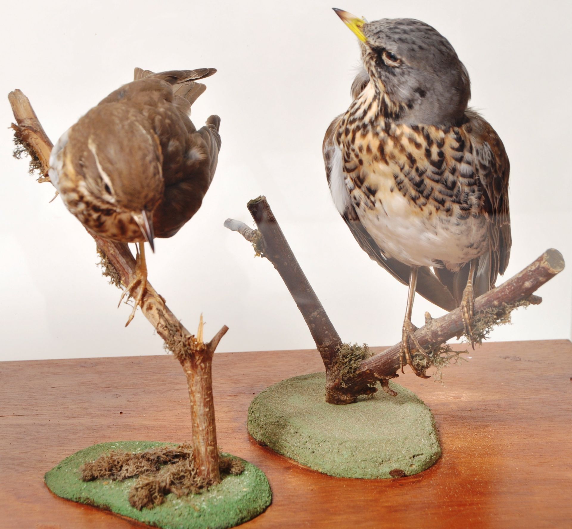 COLLECTION OF CASED VINTAGE TAXIDERMY BIRDS - Image 5 of 8