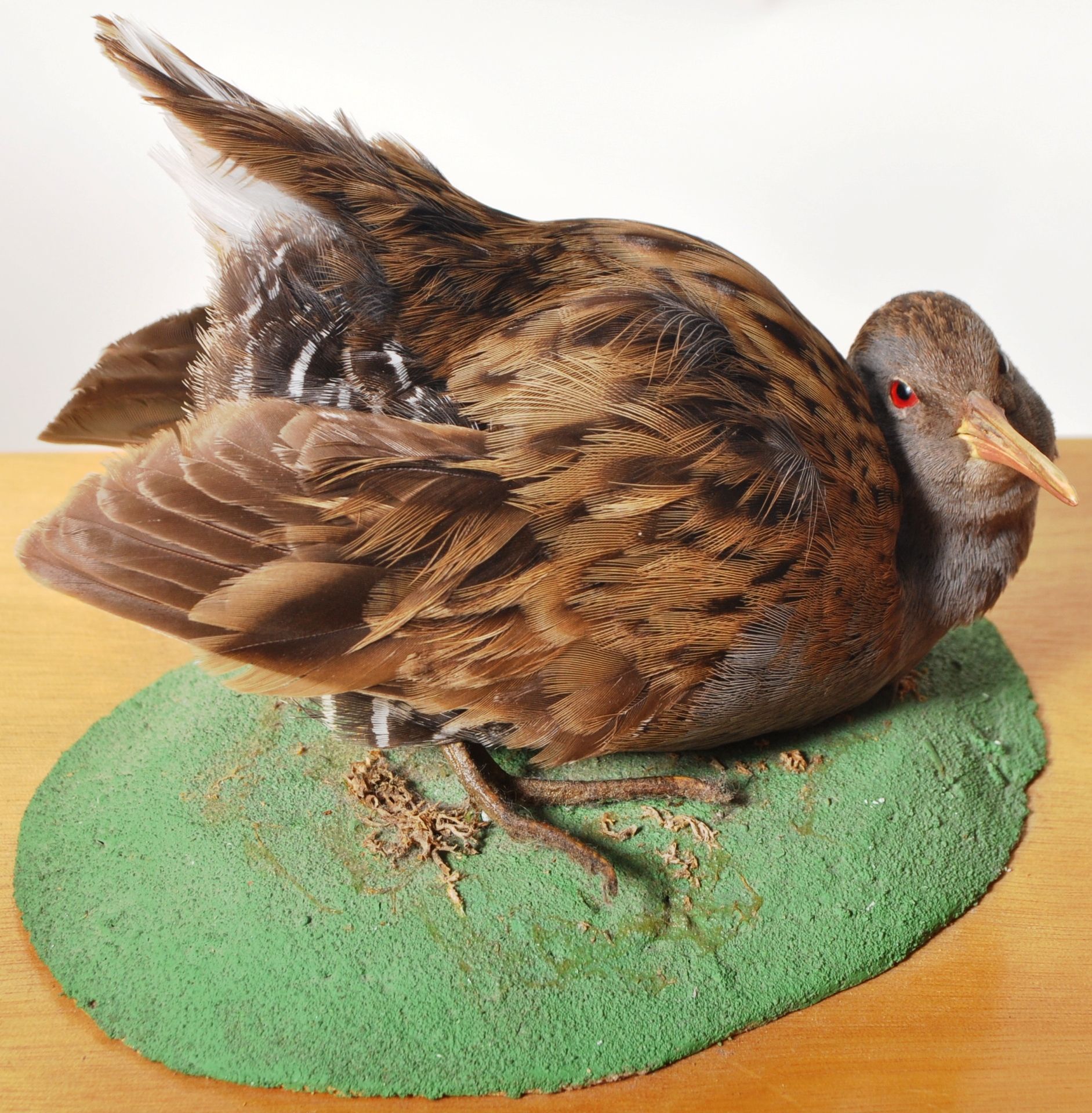 COLLECTION OF CASED VINTAGE TAXIDERMY BIRDS - Image 6 of 8