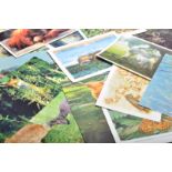 COLLECTION OF ANIMAL POSTCARDS