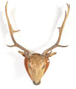 EARLY 20TH CENTURY TAXIDERMY STAG HEAD