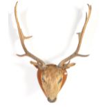 EARLY 20TH CENTURY TAXIDERMY STAG HEAD