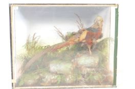 TAXIDERMY INTEREST - PHEASANT WITHIN A GLASS CASE