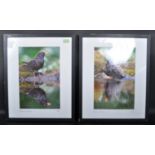 LIMITED EDITION COLOUR PRINTS OF BIRD SCENES
