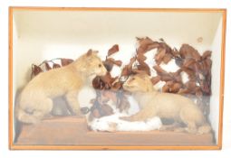 EARLY 20TH CENTURY TAXIDERMY FOX & RABBIT IN CASE