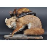 NATIONAL HISTORY - TAXIDERMY FOX AND FERRET