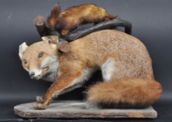 NATIONAL HISTORY - TAXIDERMY FOX AND FERRET
