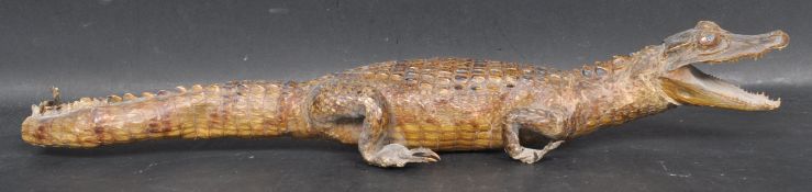 TAXIDERMY BABY CROCODILE