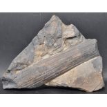 OF GEOLOGICAL INTEREST - PREHISTORIC SPECIMEN OF PETRIFIED WOOD