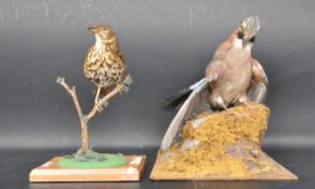 TWO 20TH CENTURY TAXIDERMY BIRDS - JAY & SONG THRUSH