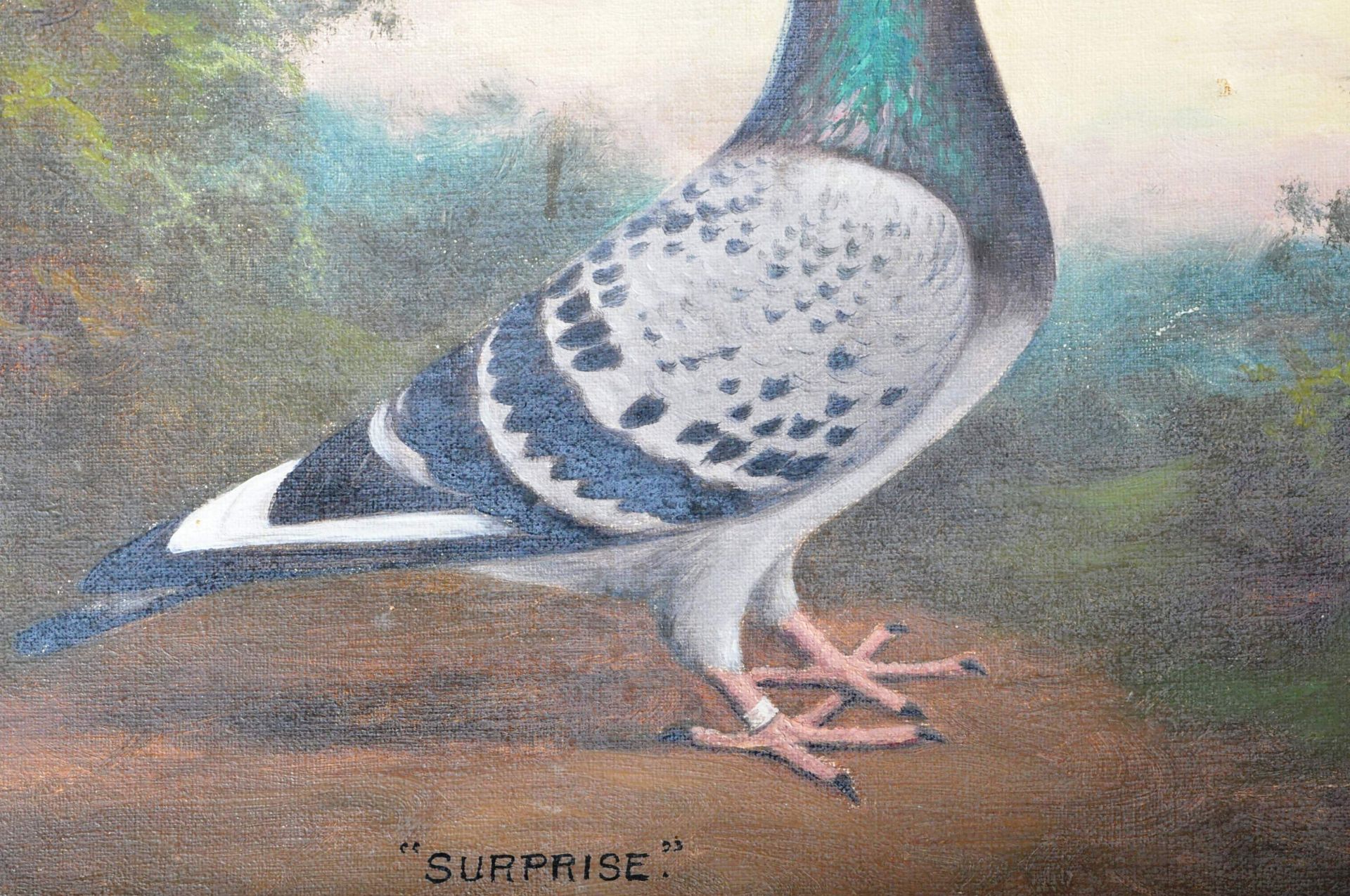 ANDREW BEER - SURPRISE - OIL ON CANVAS RACING PIGEON PAINTING - Image 4 of 10