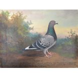 ANDREW BEER - SURPRISE - OIL ON CANVAS RACING PIGEON PAINTING
