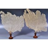 19TH CENTURY PAIR OF FAN CORAL SPECIMENS ON STANDS