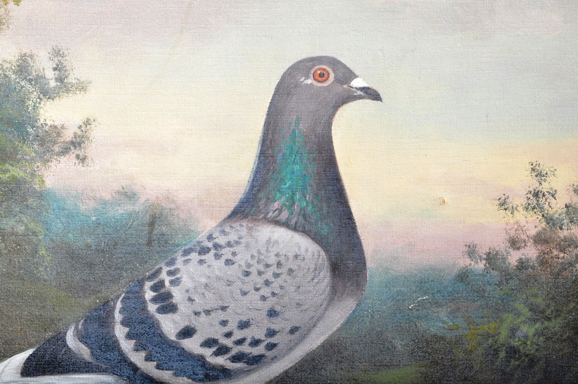 ANDREW BEER - SURPRISE - OIL ON CANVAS RACING PIGEON PAINTING - Image 3 of 10