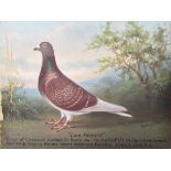 ANDREW BEER - LORD KITCHENER - OIL ON CANVAS RACING PIGEON PAINTING