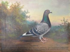 ANDREW BEER - SURPRISE - OIL ON CANVAS RACING PIGEON PAINTING