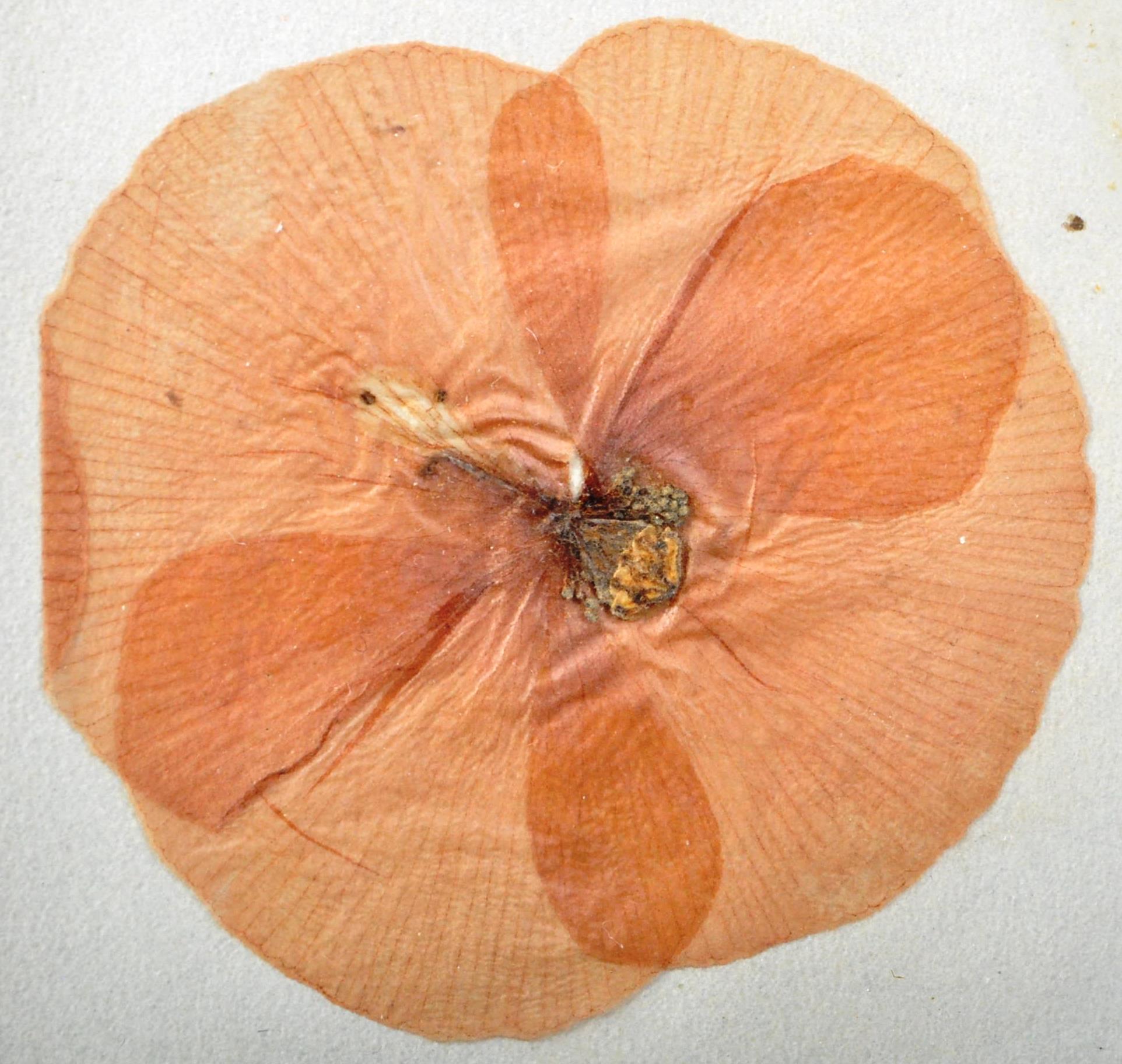 BATTLE OF WATERLOO INTEREST - PRESSED POPPY FROM LION'S MOUND, BELGIUM, 1841 - Image 4 of 12