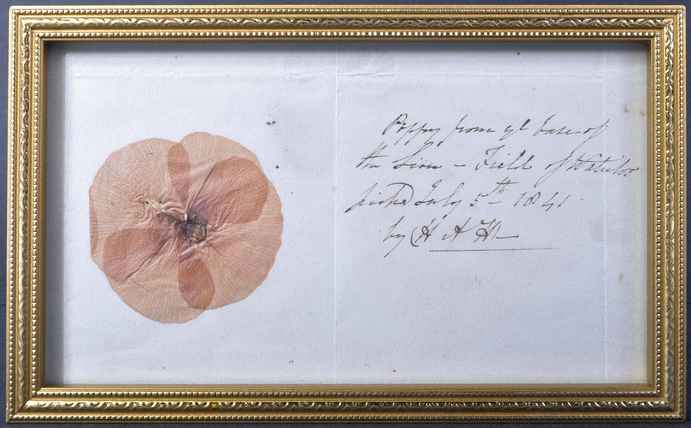 BATTLE OF WATERLOO INTEREST - PRESSED POPPY FROM LION'S MOUND, BELGIUM, 1841 - Image 2 of 12
