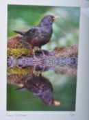 LIMITED EDITION COLOUR PRINTS OF BIRD SCENES