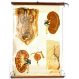 MID 20TH CENTURY GERMAN EDUCATIONAL HUMAN ANATOMY POSTER