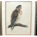 Eric Roberts, PROUD BUZZARD, watercolour, signed and titled, 48 X 35cm and seven botanical