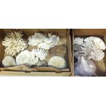 A collection of coral, two sea shells, etc.