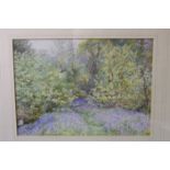 Ernest Albert Chadwick (1876-1955) BLUEBELLS AT BONCHURCH Signed watercolour, 18 x 26cm.