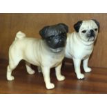 Two Beswick Pugs, 'Cutmil Cutie', large 11cm high, one gloss, one matte, (2).