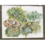 Mary Martin (b. 1951), 'Study of leaves, ferns, snail shells', signed watercolour, 17 x 21cm.