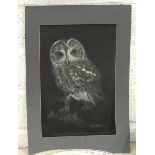 Chris Rahm?, 'Study of an owl', unframed gouache and crayon, 30 x 20cm, after Tony Ladd, 'Owl