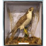 A 19th century taxidermied Peregrine Falcon (Falco Peregrinus) perched on a branch, in