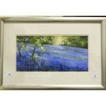 Judi Trevorrow (modern), 'Bluebell Wood', signed watercolour, 25.5 x 51cm.